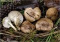 Hygrophorus arbustivus